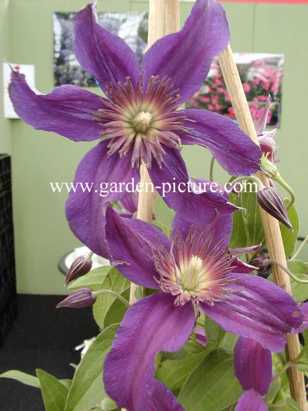 Clematis 'Cleminov 51' (SAPHYRA INDIGO)
