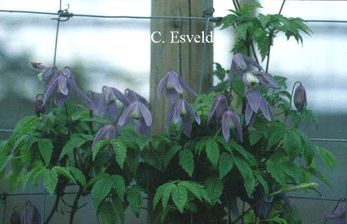 Clematis 'Columbine' Clematis 'Columbine'