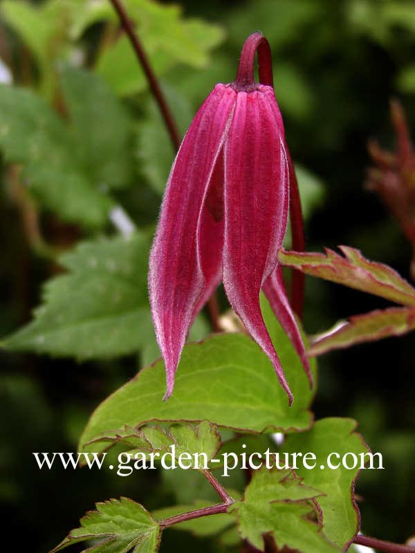 Clematis 'Columella'