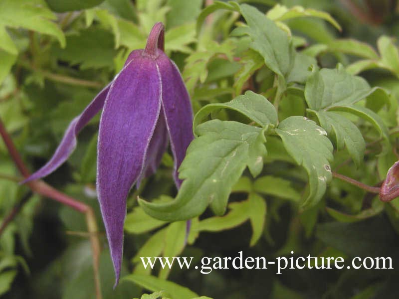 Clematis 'Cyanea'