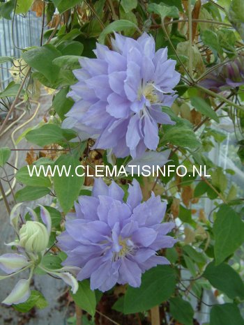 Clematis 'Denny's Double'