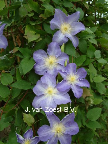 Clematis 'Diana' Clematis 'Diana'