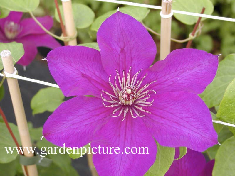 Clematis 'Edo murasaki' Clematis 'Edo murasaki'