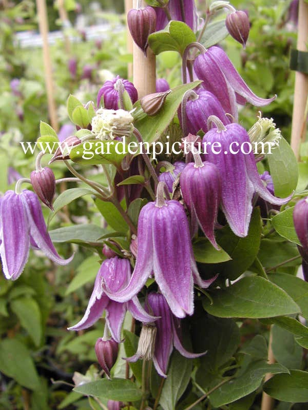 Clematis 'Elvan' Clematis 'Elvan'