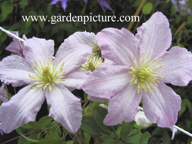 Clematis 'Entel'