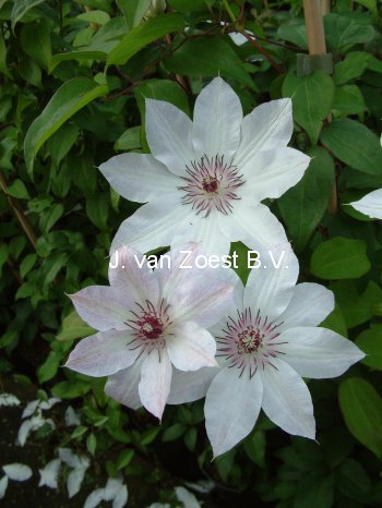 Clematis 'Fair Rosamond' Clematis 'Fair Rosamond'