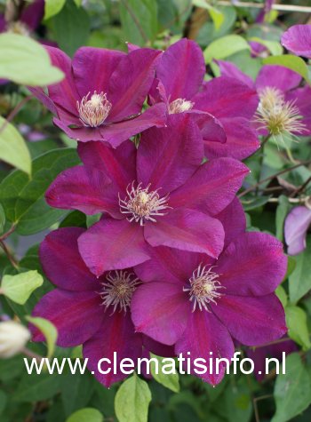 Clematis 'Firefly'