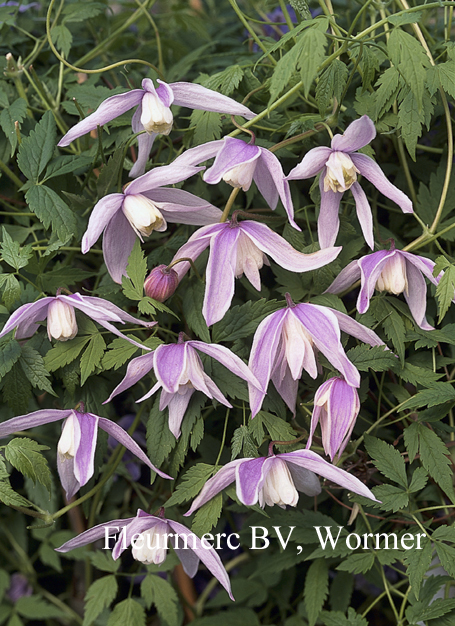 Clematis 'Foxy' Clematis 'Foxy'