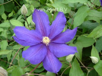 Clematis 'Frau Mikiko' Clematis 'Frau Mikiko'