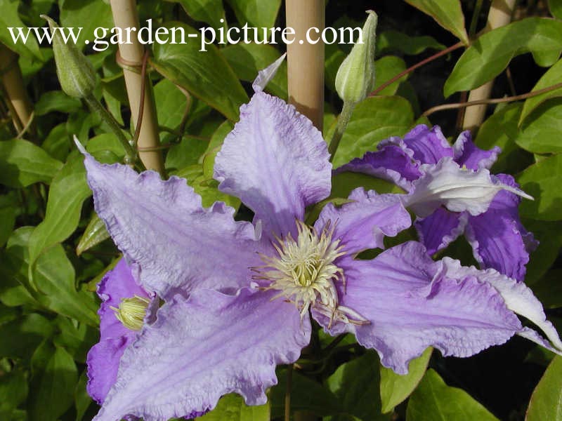 Clematis 'Frederic Chopin' Clematis 'Frederic Chopin'