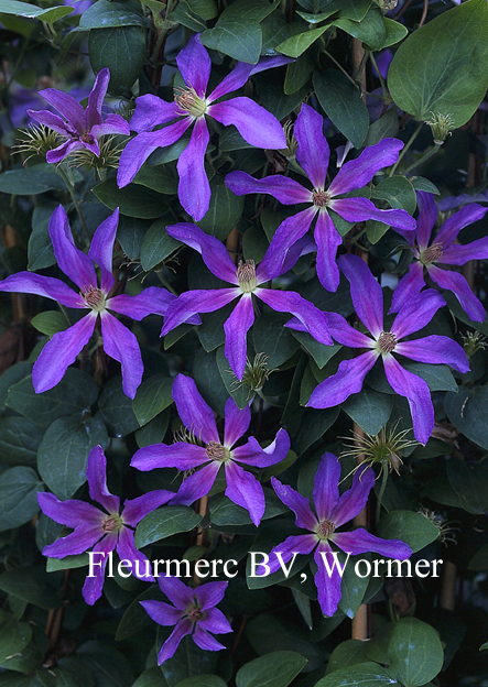 Clematis 'Gabrielle' Clematis 'Gabrielle'