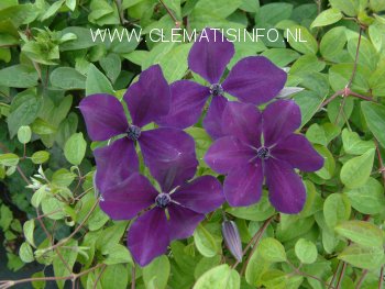 Clematis 'Geoffrey Tolver'