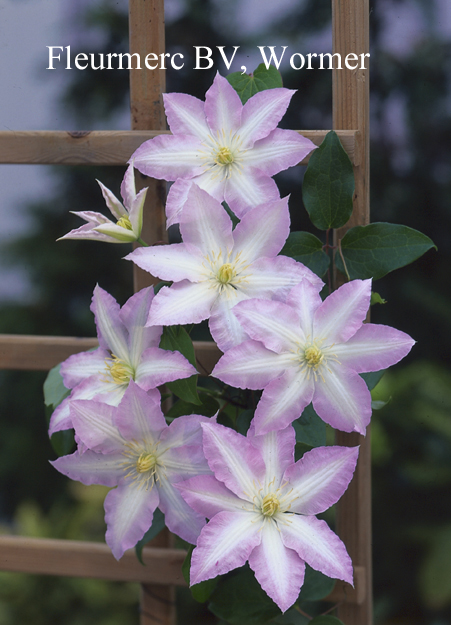 Clematis 'Gillian Blades'