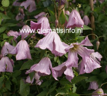 Clematis 'Hagelby Pink' Clematis 'Hagelby Pink'