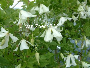 Clematis 'Hagelby White' Clematis 'Hagelby White'