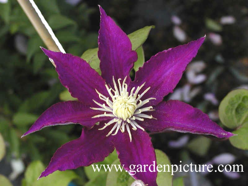Clematis 'Hakuokan' Clematis 'Hakuokan'