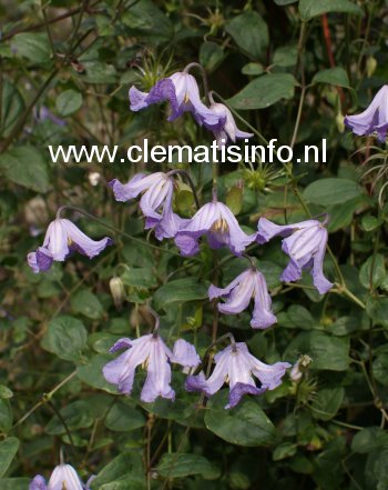Clematis 'Hanna' Clematis 'Hanna'