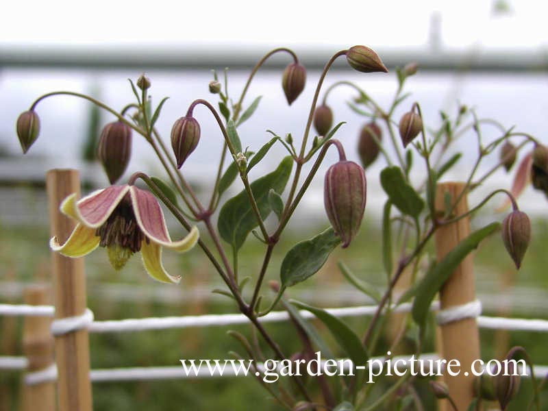 Clematis 'Harry Smith' Clematis 'Harry Smith'