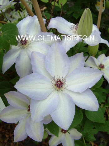 Clematis 'Ivan Olsson'
