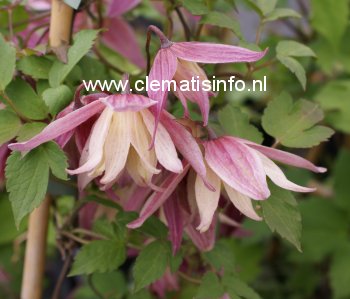 Clematis 'Janny'