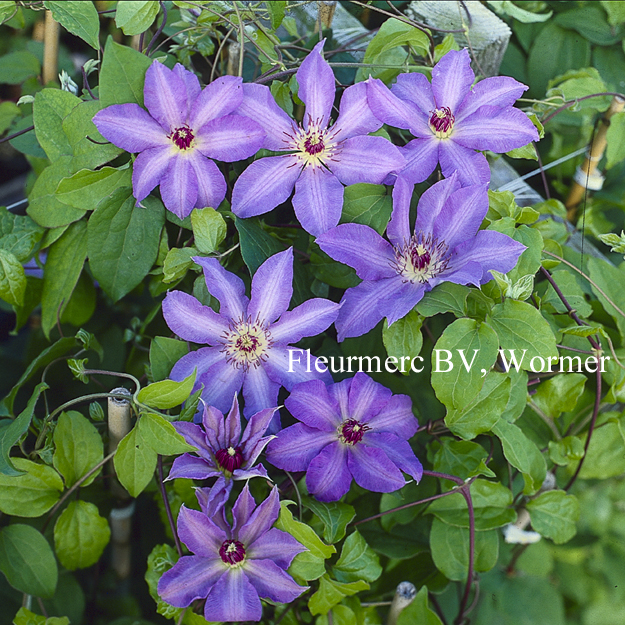Clematis 'Joan Picton' Clematis 'Joan Picton'