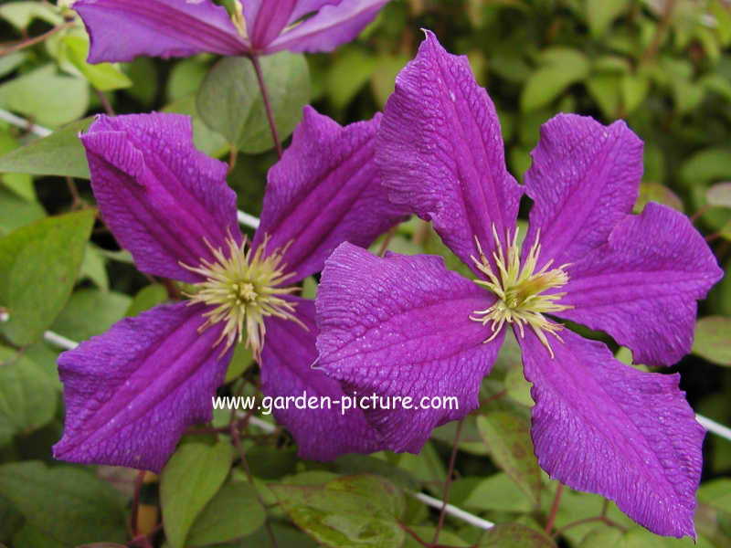 Clematis 'Jorma'