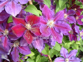 Clematis 'Julka' Clematis 'Julka'