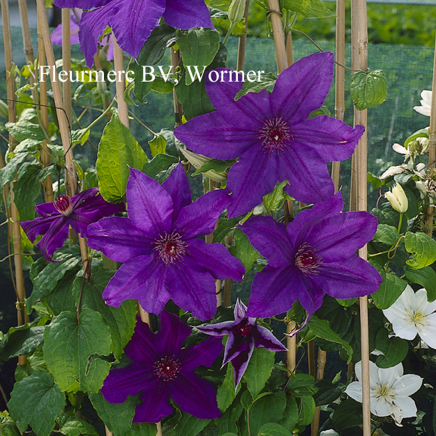 Clematis 'Kacper' Clematis 'Kacper'