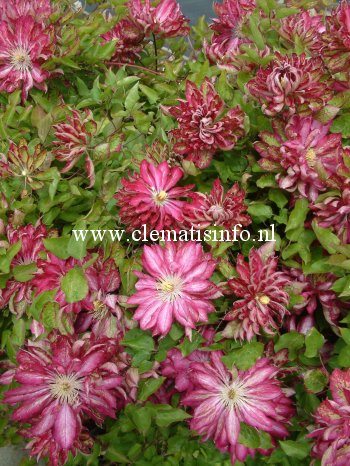 Clematis 'Kaen' Clematis 'Kaen'