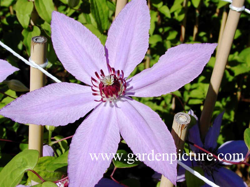 Clematis 'Kalina' Clematis 'Kalina'
