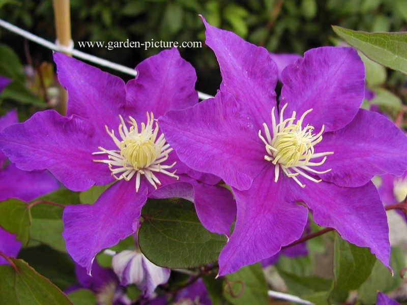Clematis 'Kamila'