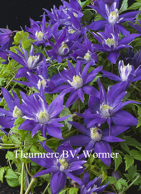 Clematis 'Lagoon' Clematis 'Lagoon'