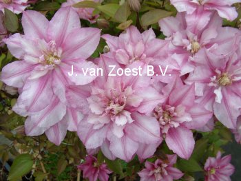 Clematis 'Lasting Love'