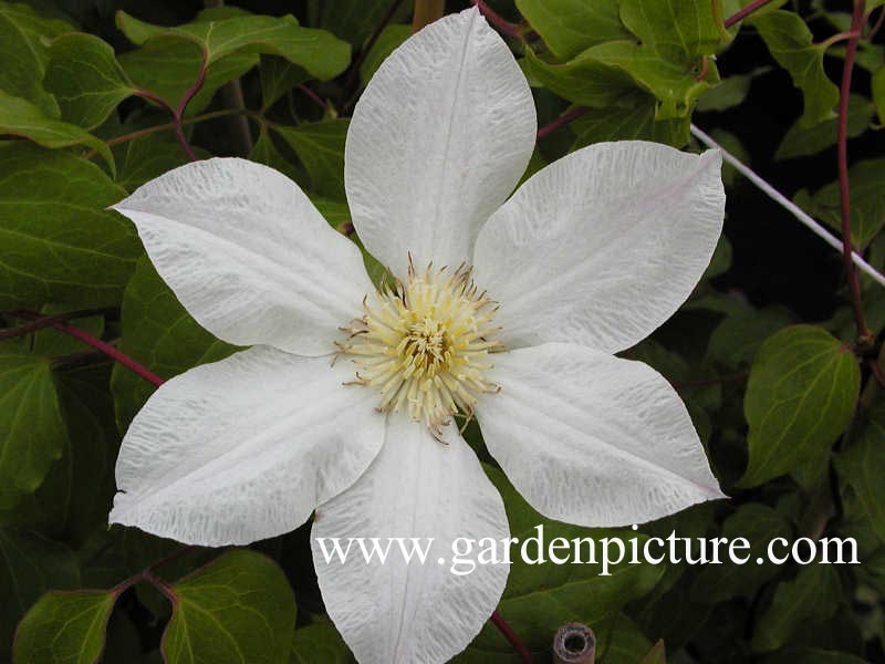Clematis 'Lemon Chiffon' Clematis 'Lemon Chiffon'