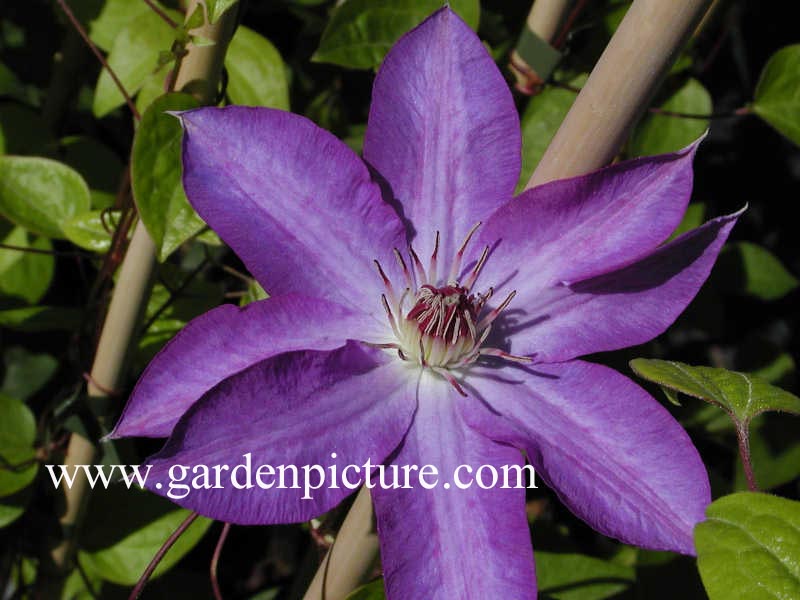 Clematis 'Lilactime' Clematis 'Lilactime'