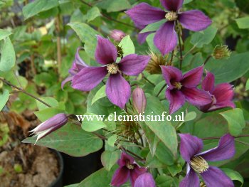 Clematis 'Lord Herschell' Clematis 'Lord Herschell'
