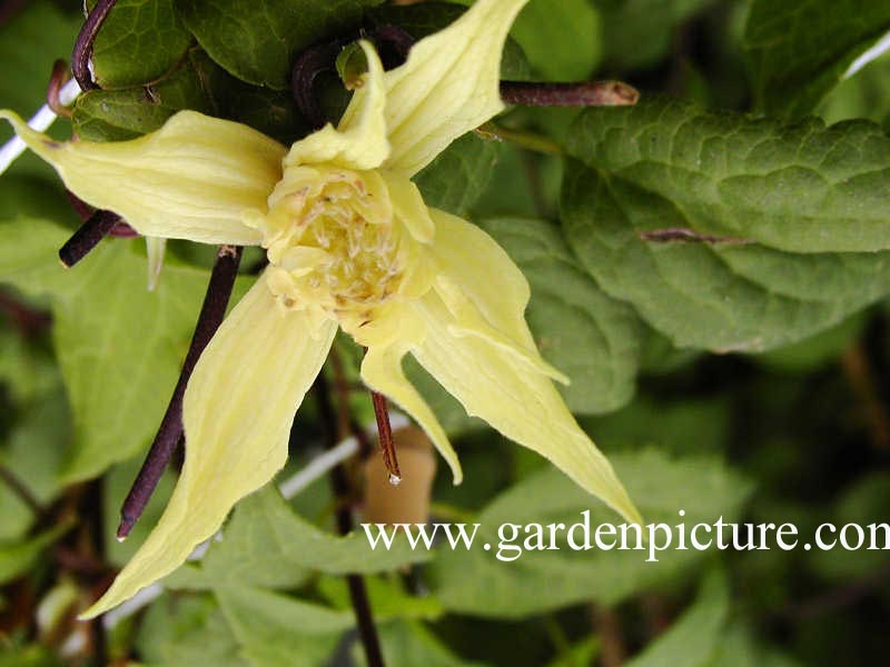Clematis 'Love Child' Clematis 'Love Child'