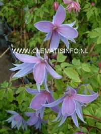 Clematis 'Maidwell Hall'