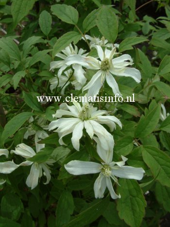 Clematis 'Margaret Jones' Clematis 'Margaret Jones'