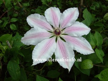 Clematis 'Matka Siedliska'