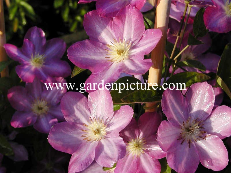 Clematis 'Miniseelik'