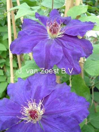 Clematis 'Moniuszko'