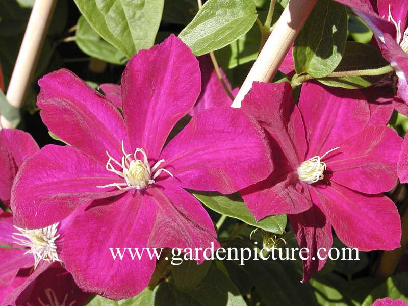 Clematis 'Monte Cassino' Clematis 'Monte Cassino'