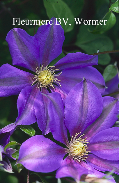 Clematis 'Mrs. P.B. Truax'