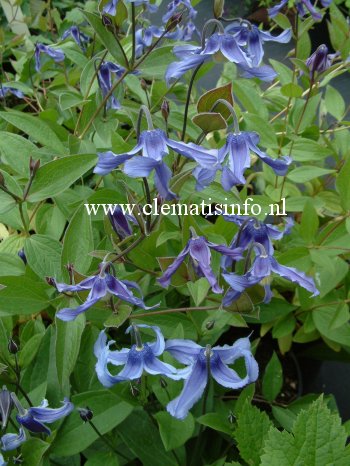 Clematis 'Ozawa Blue' Clematis 'Ozawa Blue'