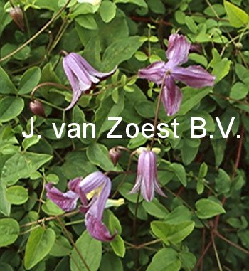 Clematis 'Pendragon'