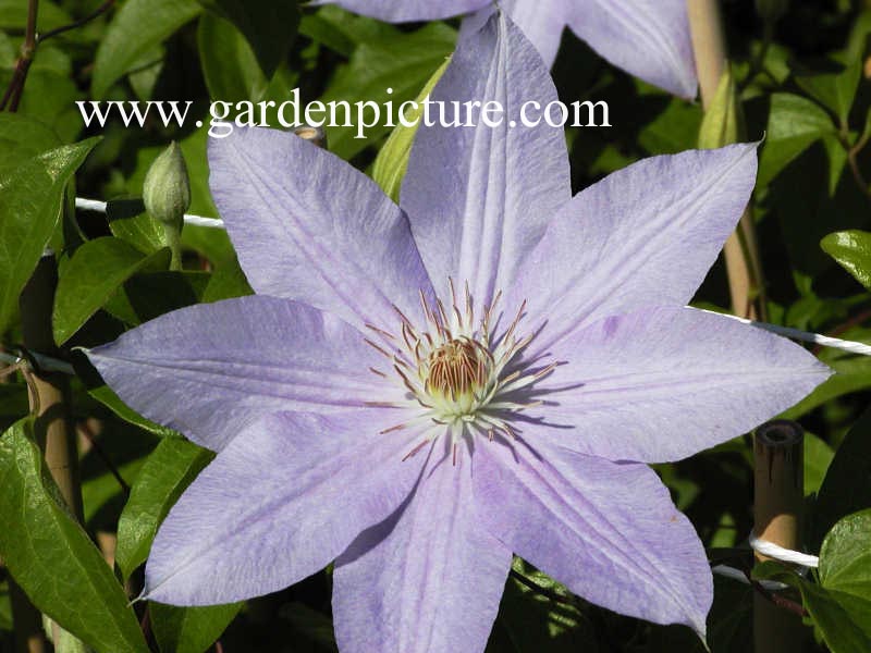 Clematis 'Peveril Pearl'