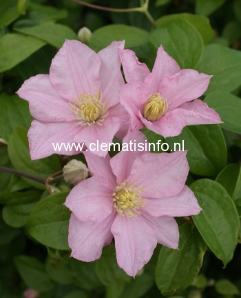 Clematis 'Pink Celebration' Clematis 'Pink Celebration'