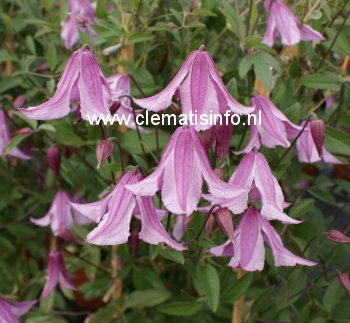 Clematis 'Pink Delight'