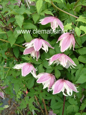 Clematis 'Propertius'